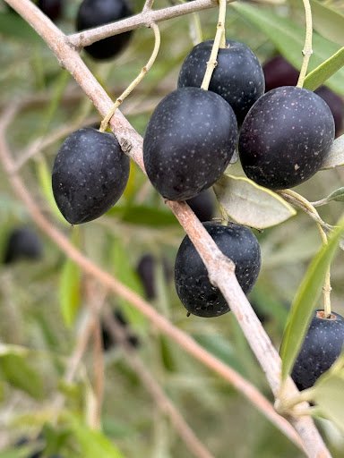 Photo from customer review