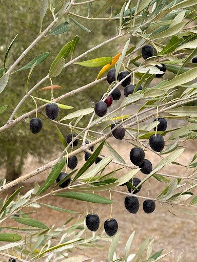 Photo from customer review